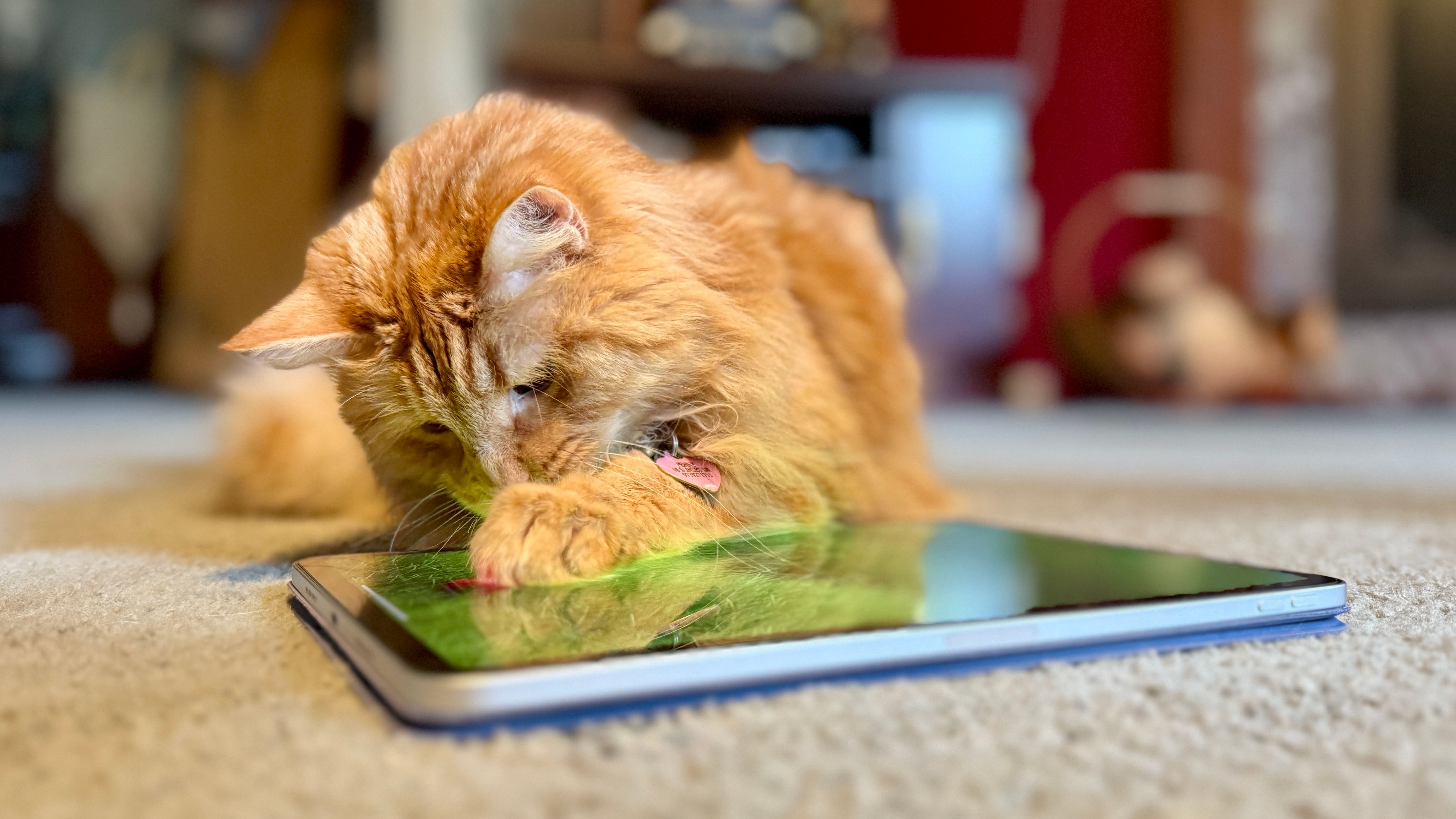 Orange cat playing a game on an iPad Pro.