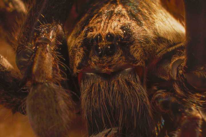 A tarantula from the Disney+ docuseries Underdogs