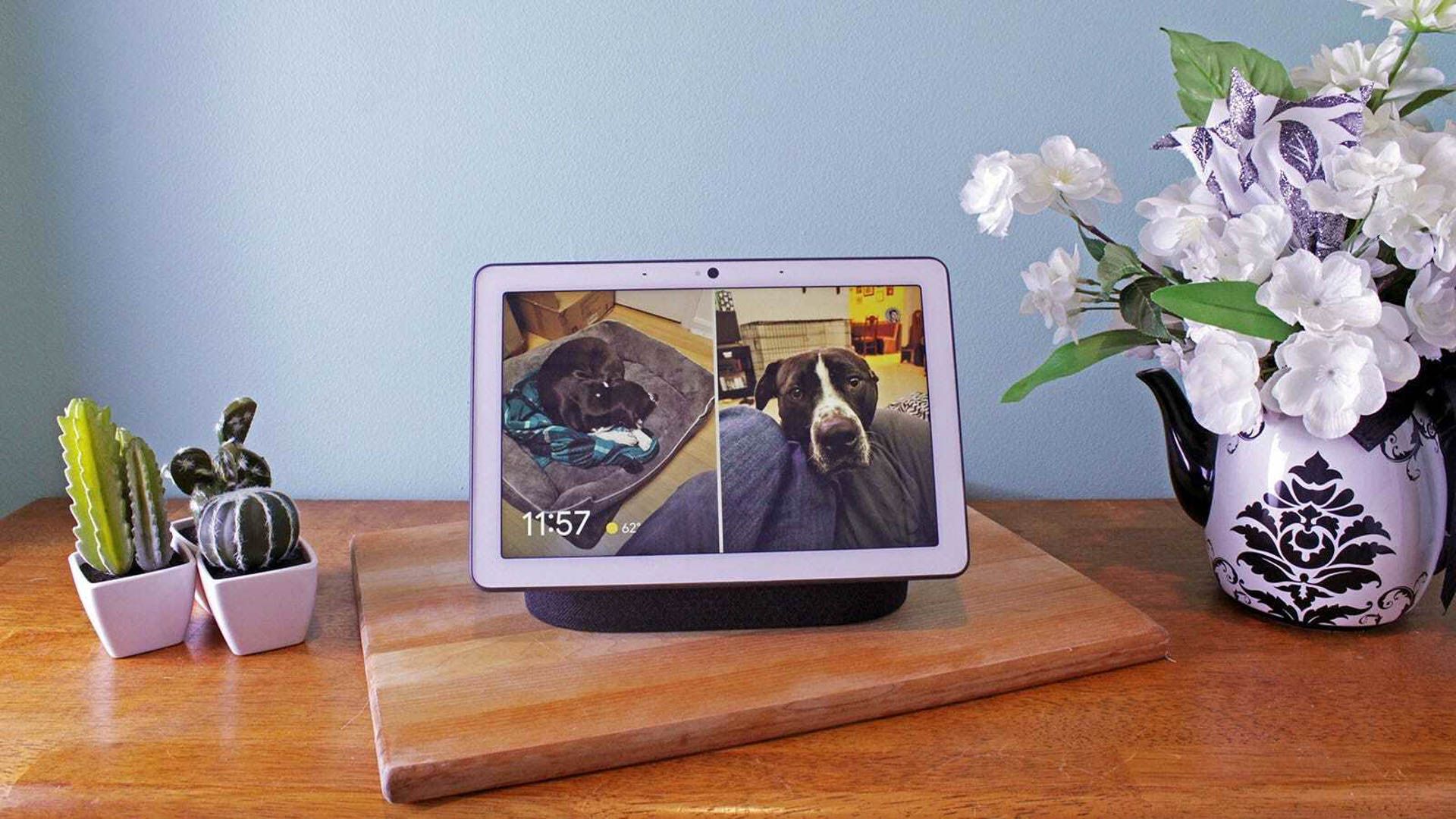Nest Hub displaying a dog