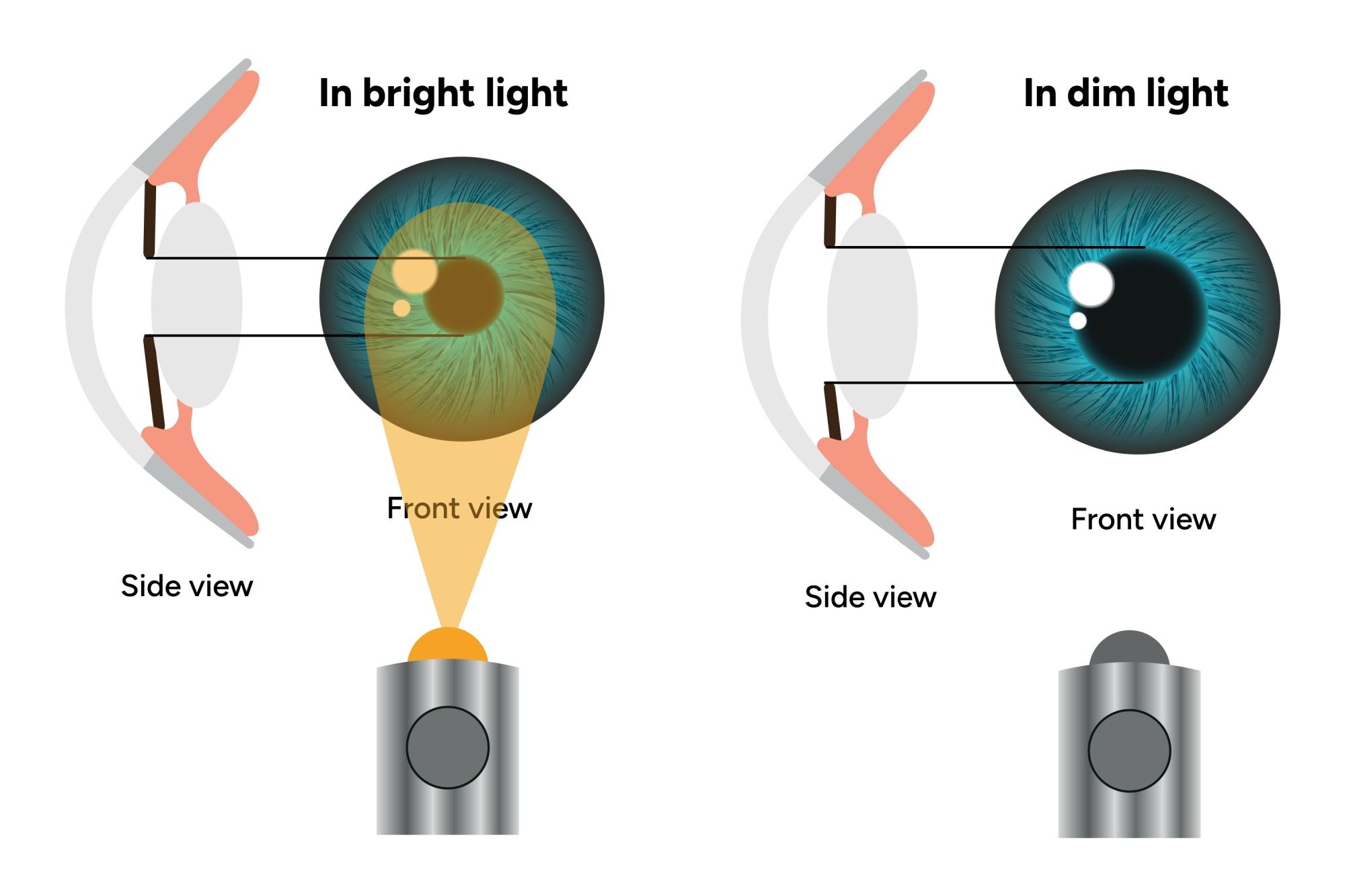The eye responds to the intensity of light. 