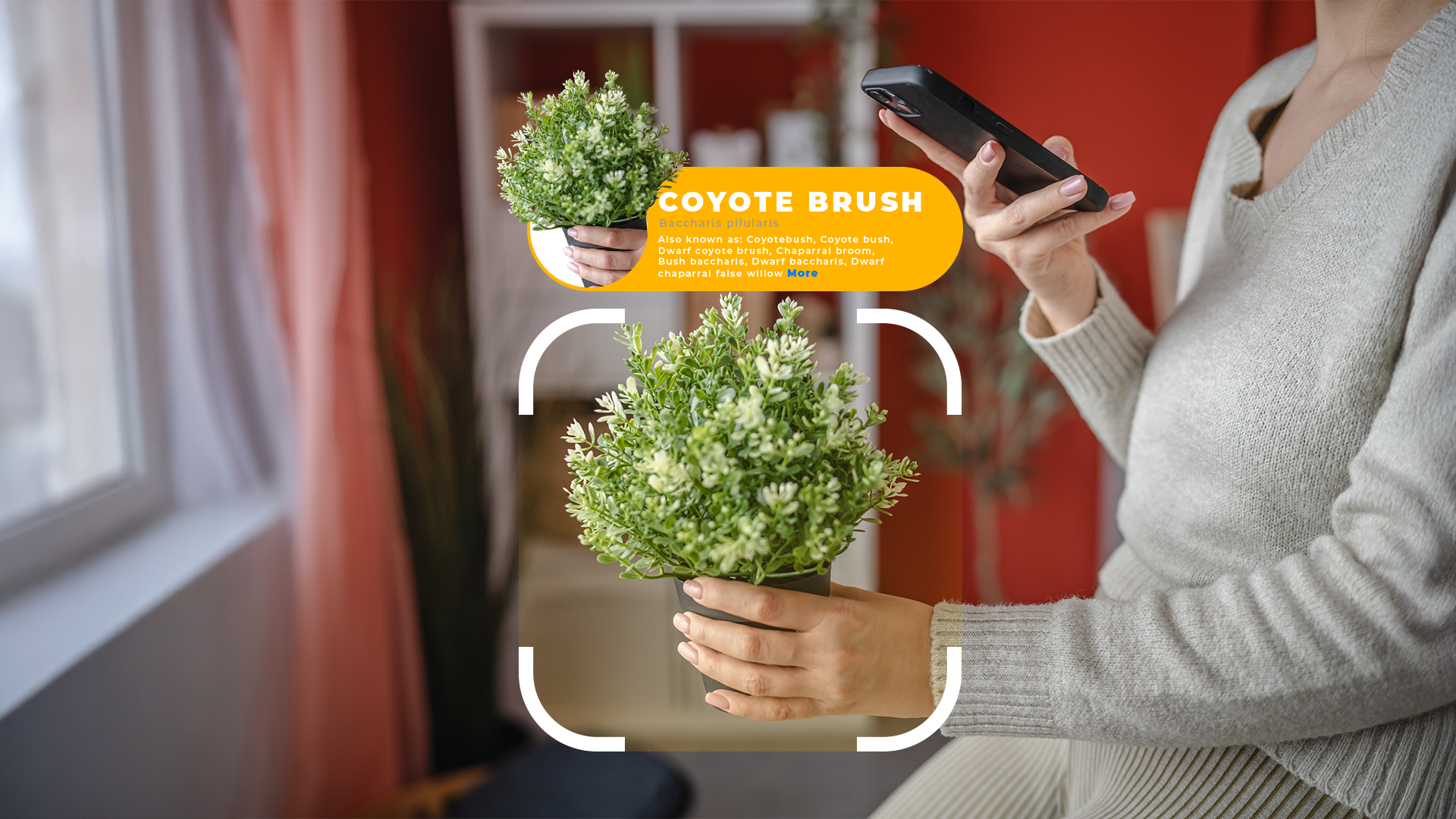 A woman holding a plant and identifying it with her phone.