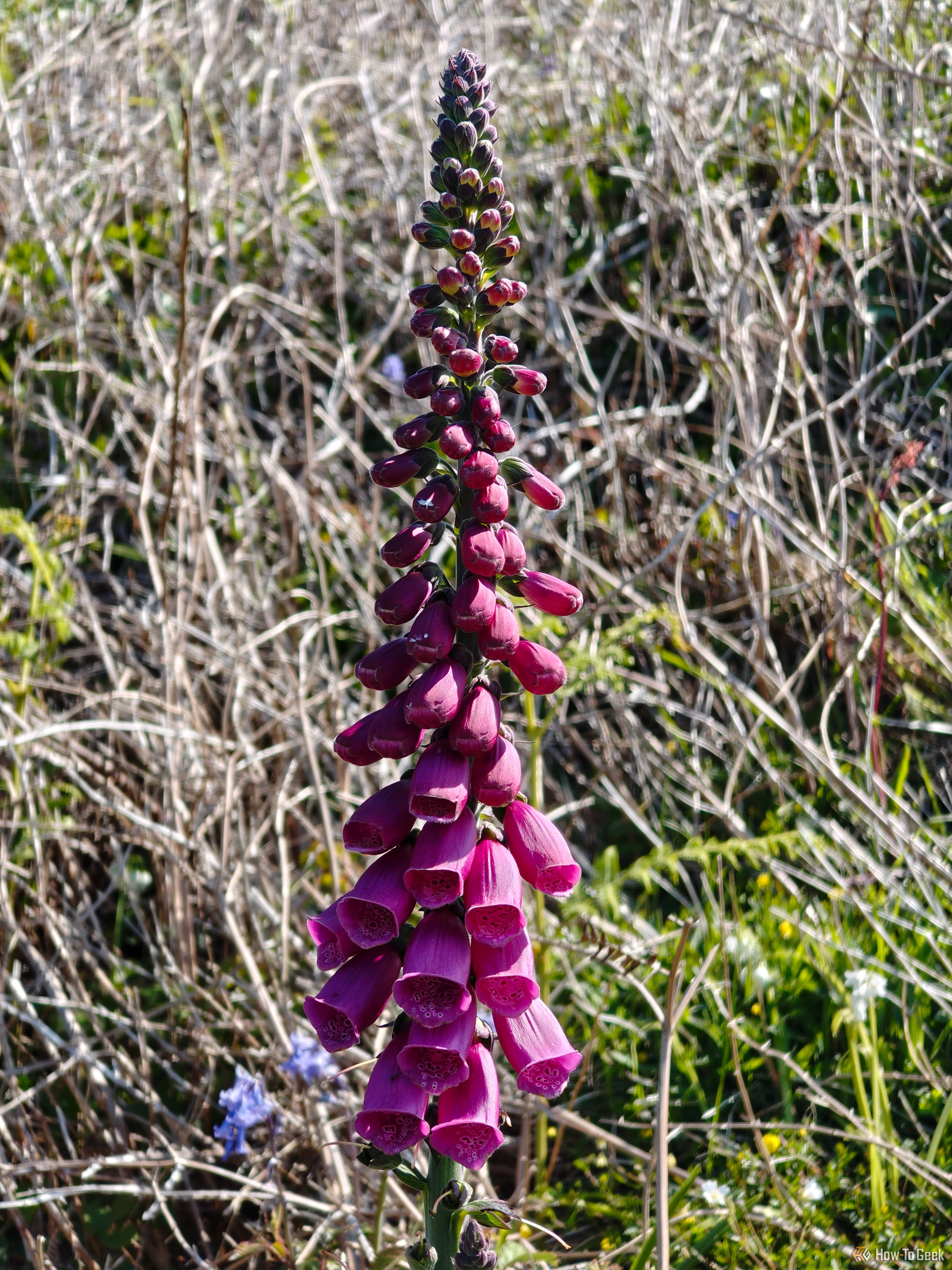 nothing phone 3a pro macro shot of foxglove plant.